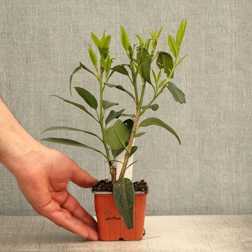 Example of Kirschlorbeer Herbergii - Prunus laurocerasus Kleine Töpfe von 8/9 cm as you get in printemps