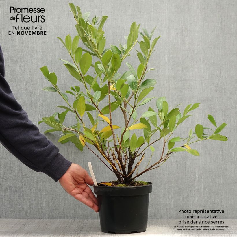 Exemplar von Kirschlorbeer Mano - Prunus laurocerasus Topf mit 3L/4L wie im Herbst geliefert
