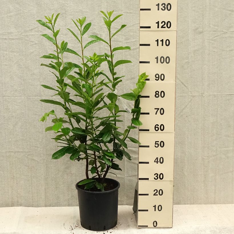 Exemplar von Kirschlorbeer Novita - Prunus laurocerasus Topf mit 7,5L/10L wie im Sommer geliefert