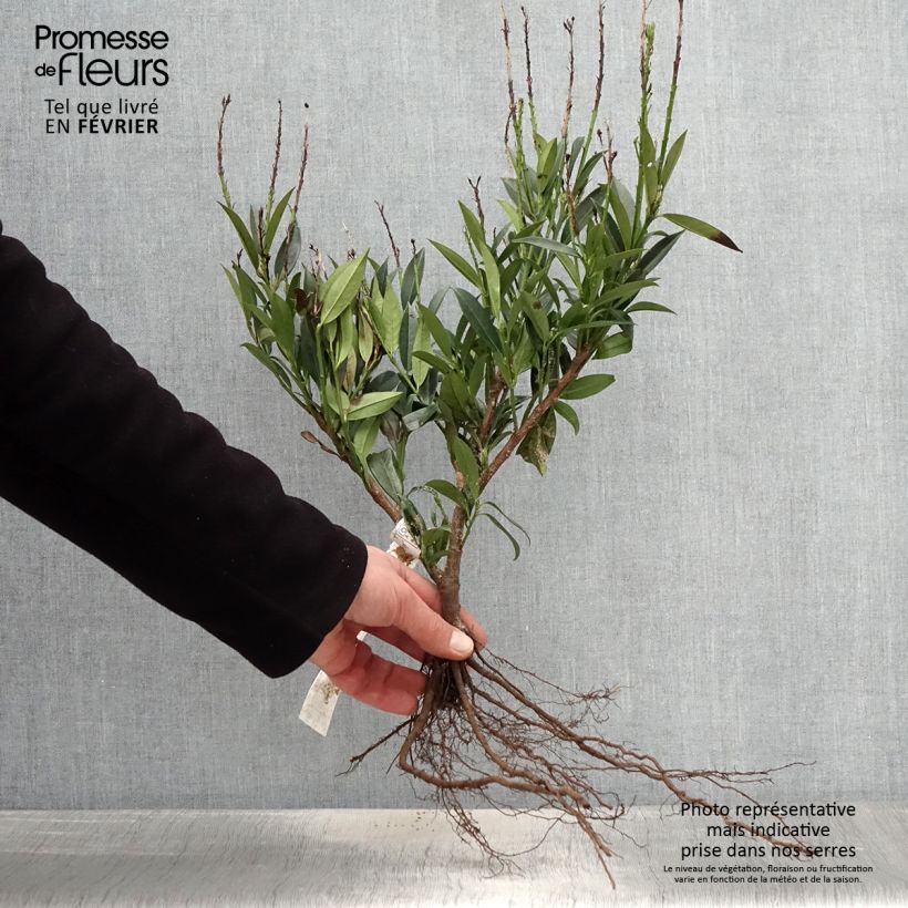 Exemplar von Kirschlorbeer Otto Luyken - Prunus laurocerasus Wurzelnackt wie im Winter geliefert