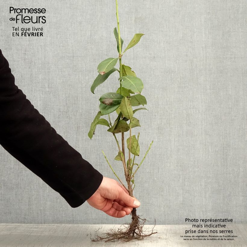 Exemplar von Kirschlorbeer Rotundifolia - Prunus laurocerasus Wurzelnackt wie im Winter geliefert