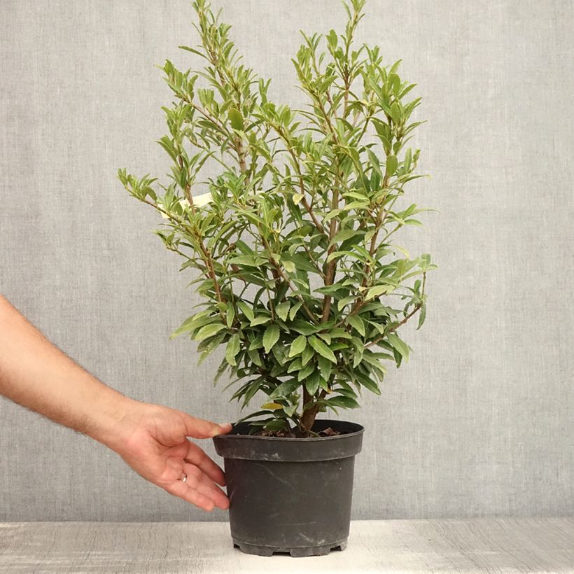 Exemplar von Kirschlorbeer Sofia - Prunus laurocerasus Topf mit 3L/4L wie im Sommer geliefert
