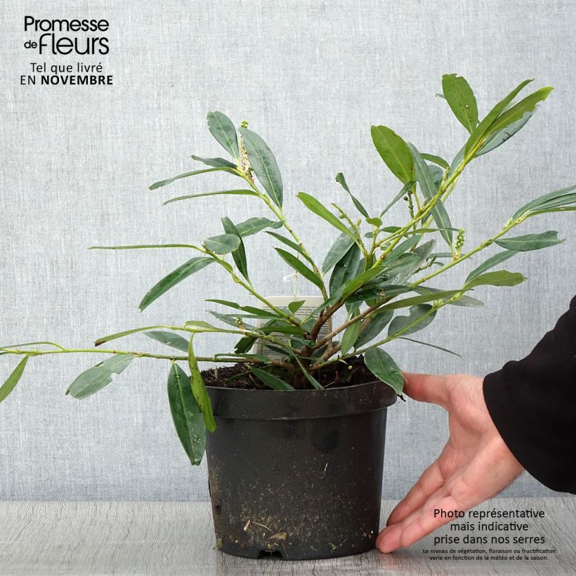 Exemplar von Kirschlorbeer Zabeliana - Prunus laurocerasus Topf mit 2L/3L wie im Herbst geliefert