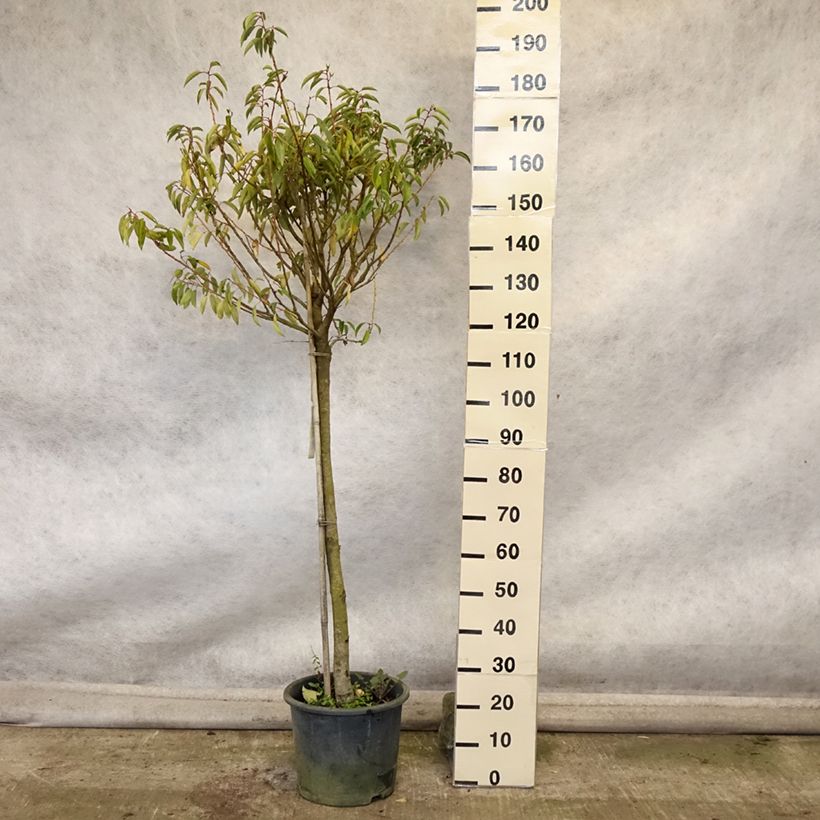 Exemplar von Portugiesische Lorbeerkirsche Myrtifolia - Prunus lusitanica Topf mit 12L/15L, Halbstamm wie im Herbst geliefert