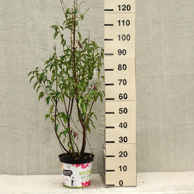 Exemplar von Portugiesische Lorbeerkirsche Myrtifolia - Prunus lusitanica Topf mit 6L/7L wie im Sommer geliefert