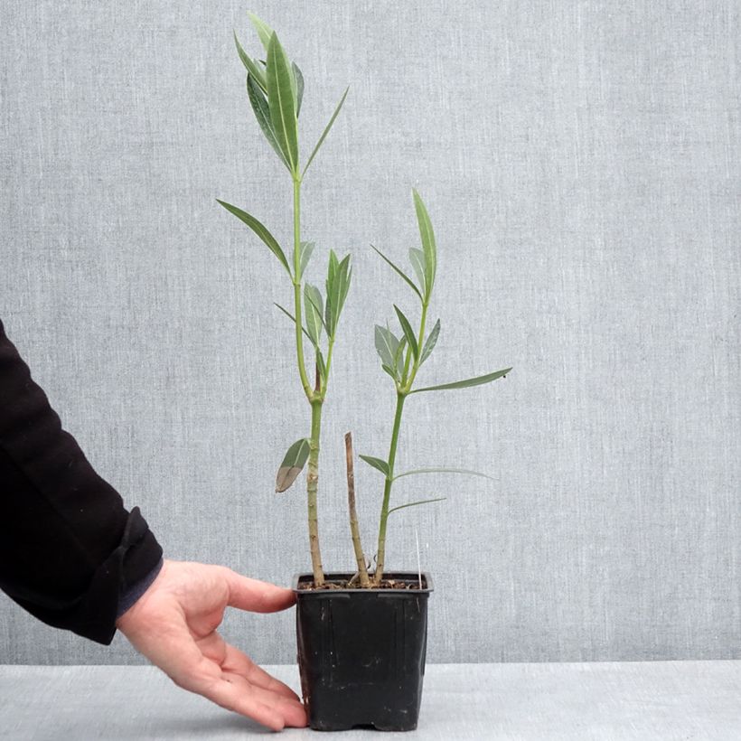 Example of Oleander Caro - Nerium Topf 10 cm/11cm as you get in printemps