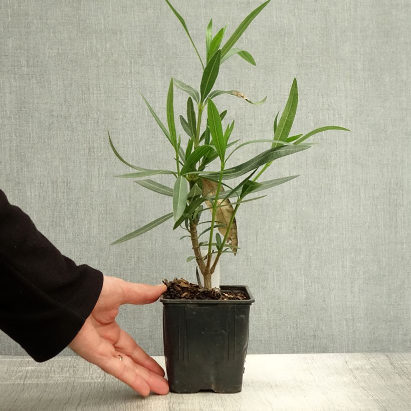 Exemplar von Laurier rose Docteur Ragioneri - Nerium oleander Pot de 10 cm/11cm wie im Herbst geliefert