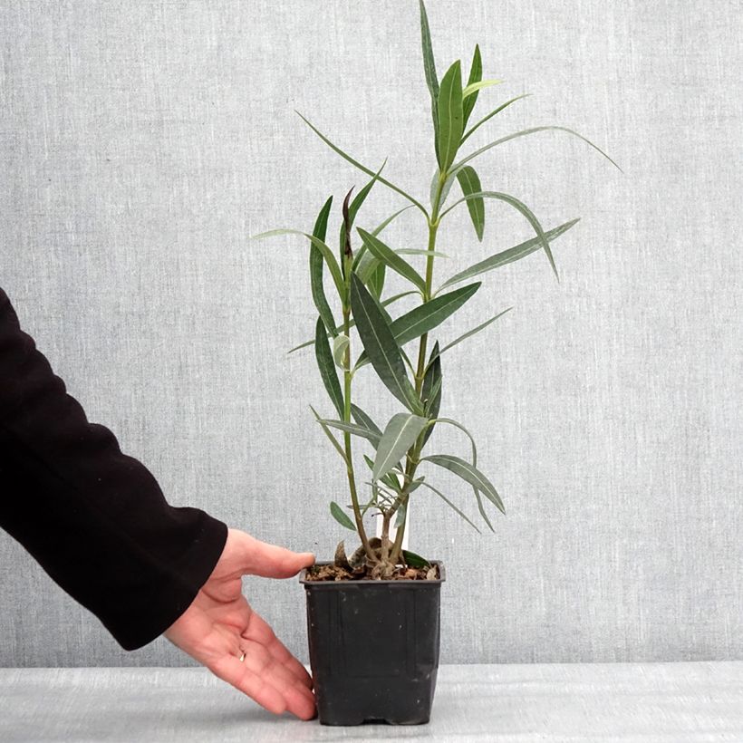 Example of Oleander Docteur Ragioneri - Nerium Topf 10 cm/11cm as you get in hiver