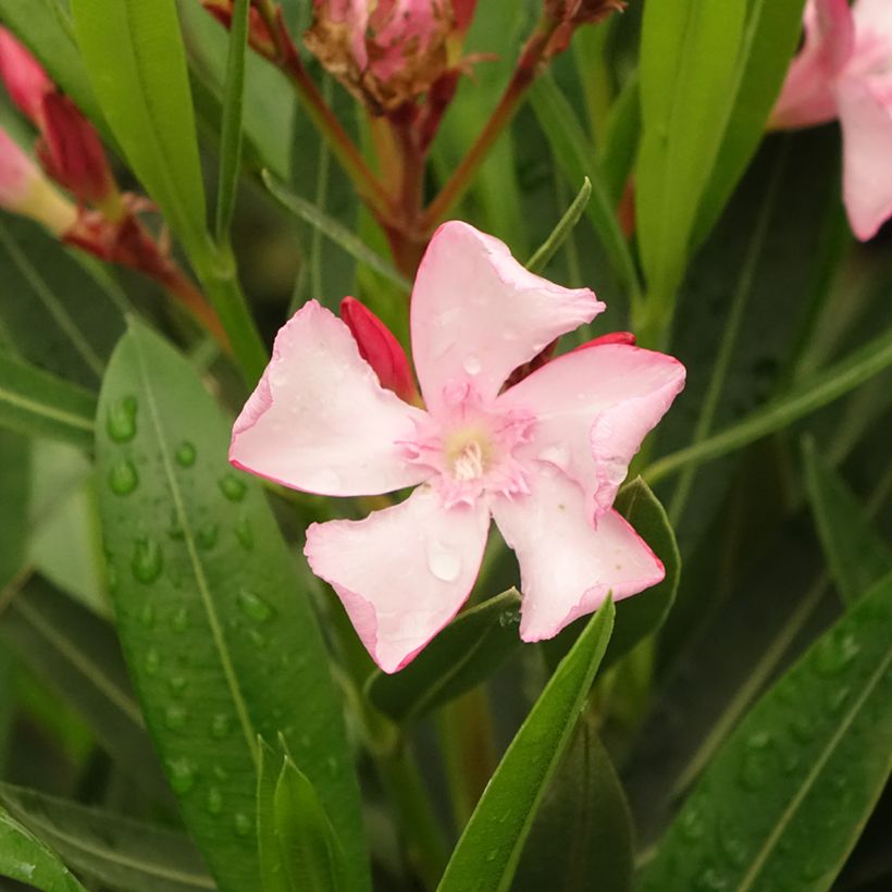 Oleander Emilie - Nerium (Blüte)