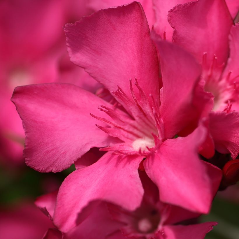 Oleander Italia - Nerium (Flowering)