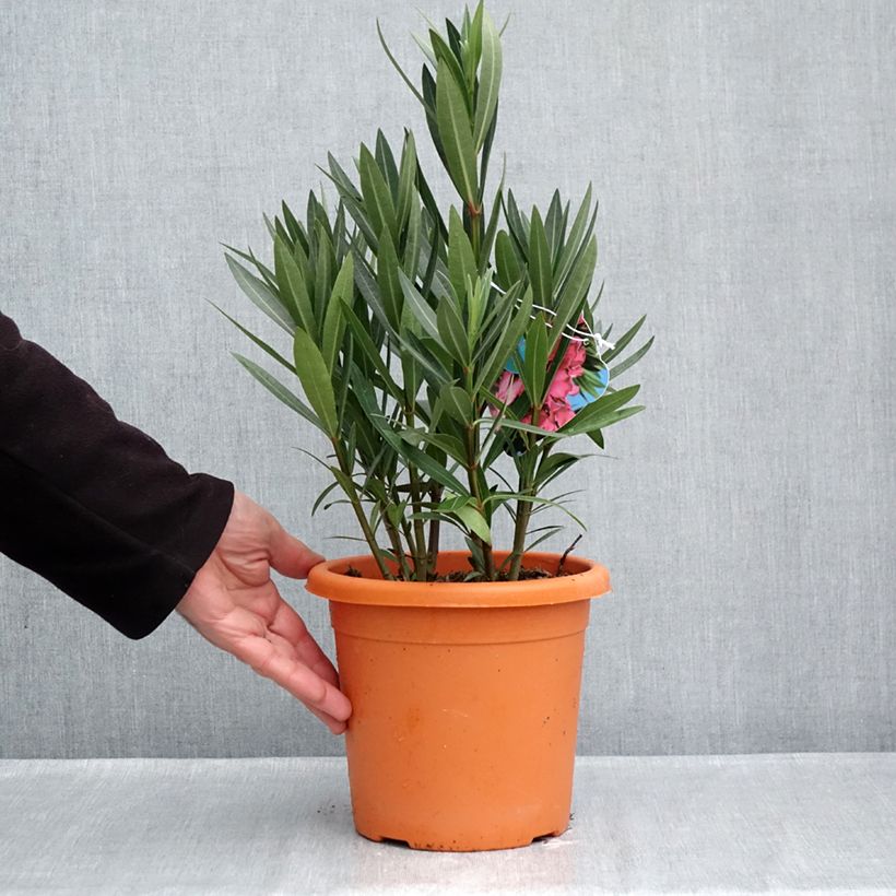 Exemplar von Oleander Italia - Nerium Topf mit 3L/4L, Strauch wie im Herbst geliefert