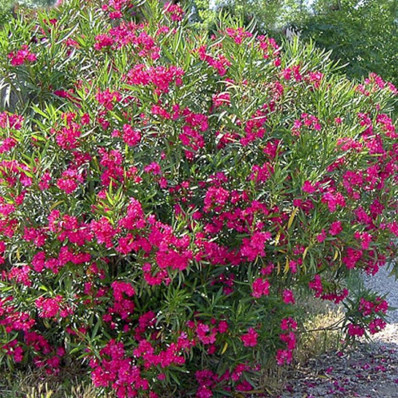 Oleander Jannoch - Nerium (Flowering)