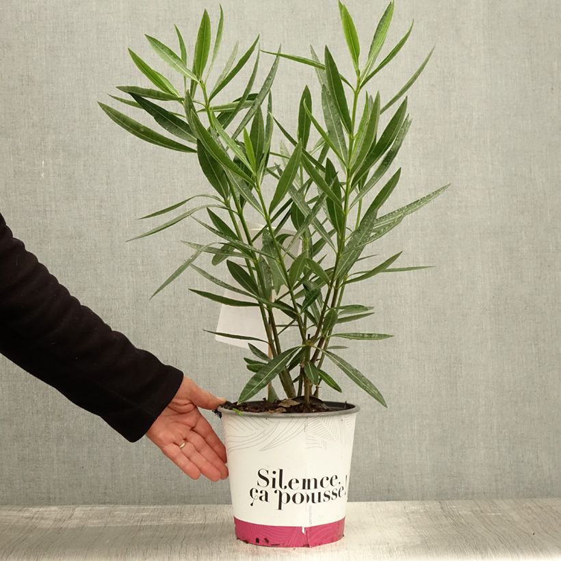 Exemplar von Oleander Jannoch - Nerium Topf mit 3L/4L, Strauch wie im Herbst geliefert