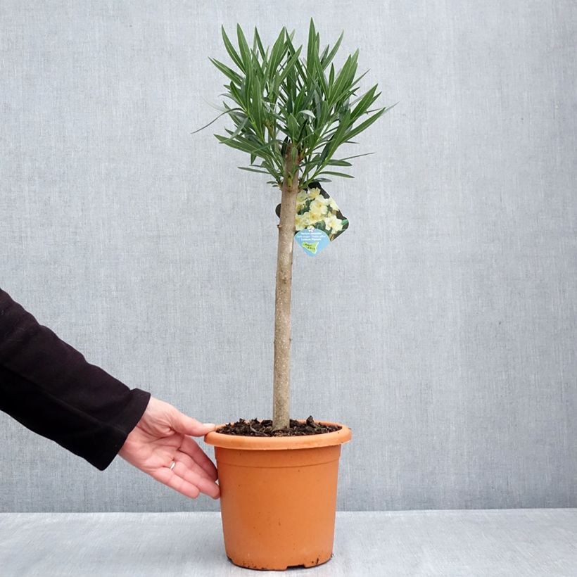 Exemplar von Oleander Luteum Plenum - Nerium Topf mit 2L/3L, Mini-Stammrose wie im Herbst geliefert