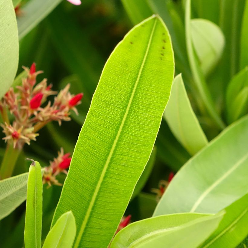 Oleander Magaly – Nerium oleander (Laub)