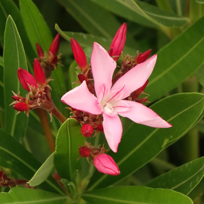 Oleander Magaly – Nerium oleander (Blüte)