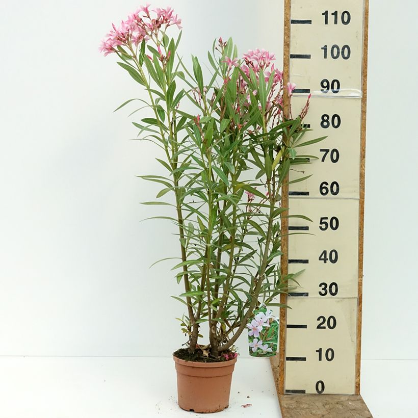Exemplar von Oleander Magaly – Nerium oleander Topf mit 3L/4L wie im Sommer geliefert