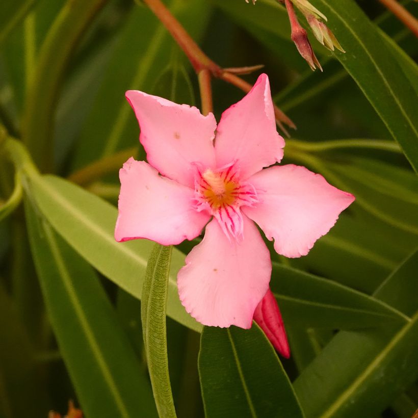 Oleander Margarita – Nerium oleander (Blüte)