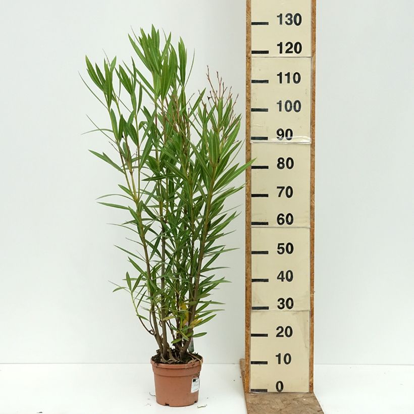 Exemplar von Oleander Margarita – Nerium oleander Topf mit 3L/4L wie im Sommer geliefert