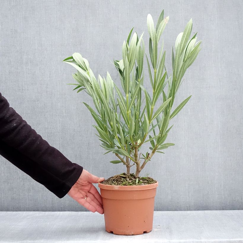 Example of Oleander Marie Gambetta - Nerium Topf mit 3L/4L as you get in hiver