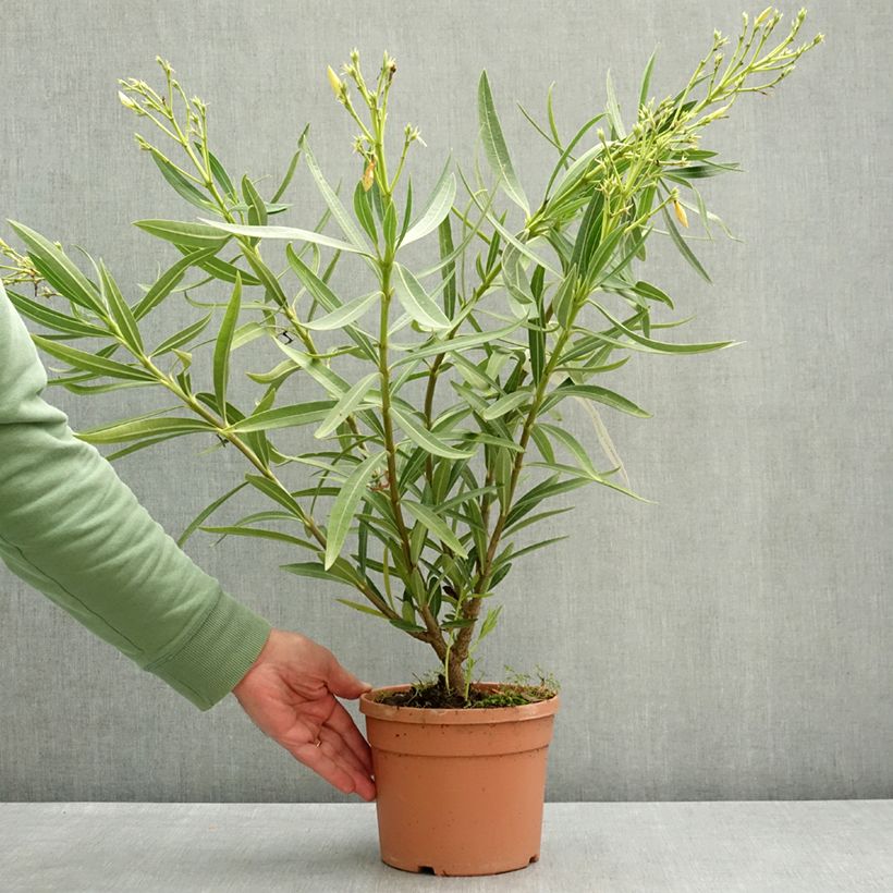 Exemplar von Oleander Marie Gambetta - Nerium Topf mit 3L/4L wie im Frühjahr geliefert