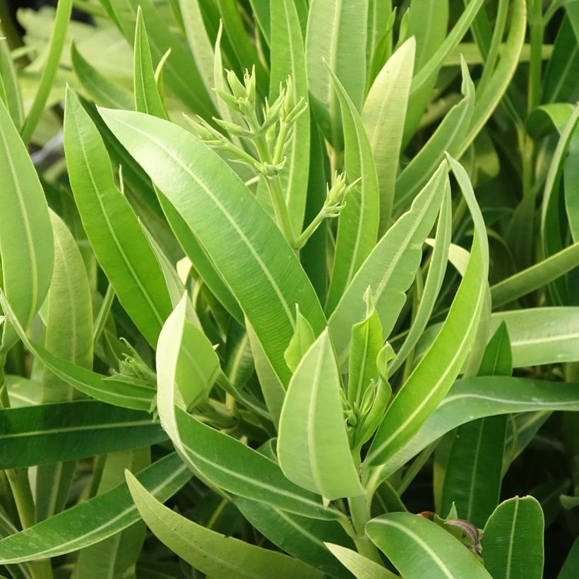 Oleander Marie Gambetta - Nerium (Laub)