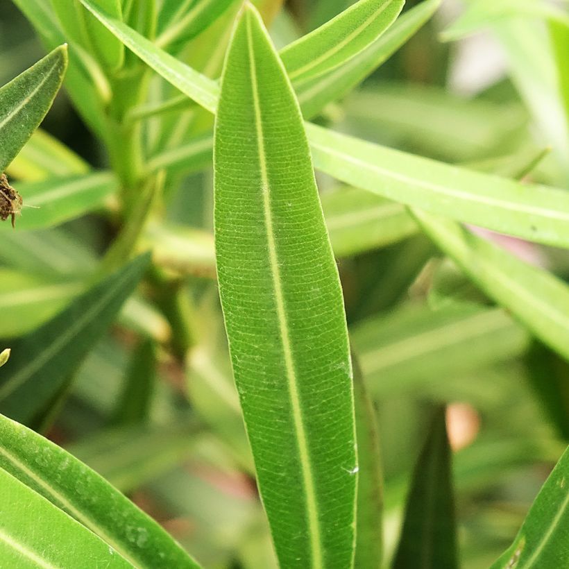 Oleander Maurin des Maures – Nerium oleander (Laub)