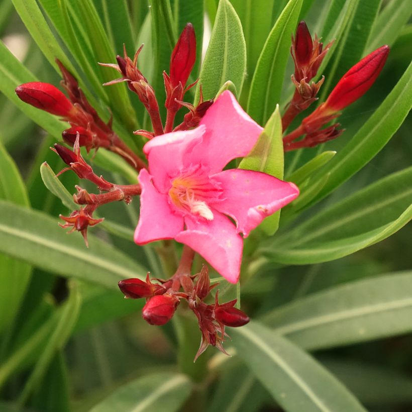 Oleander Maurin des Maures – Nerium oleander (Blüte)