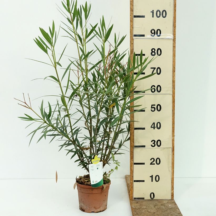 Exemplar von Oleander Maurin des Maures – Nerium oleander Topf mit 3L/4L wie im Sommer geliefert