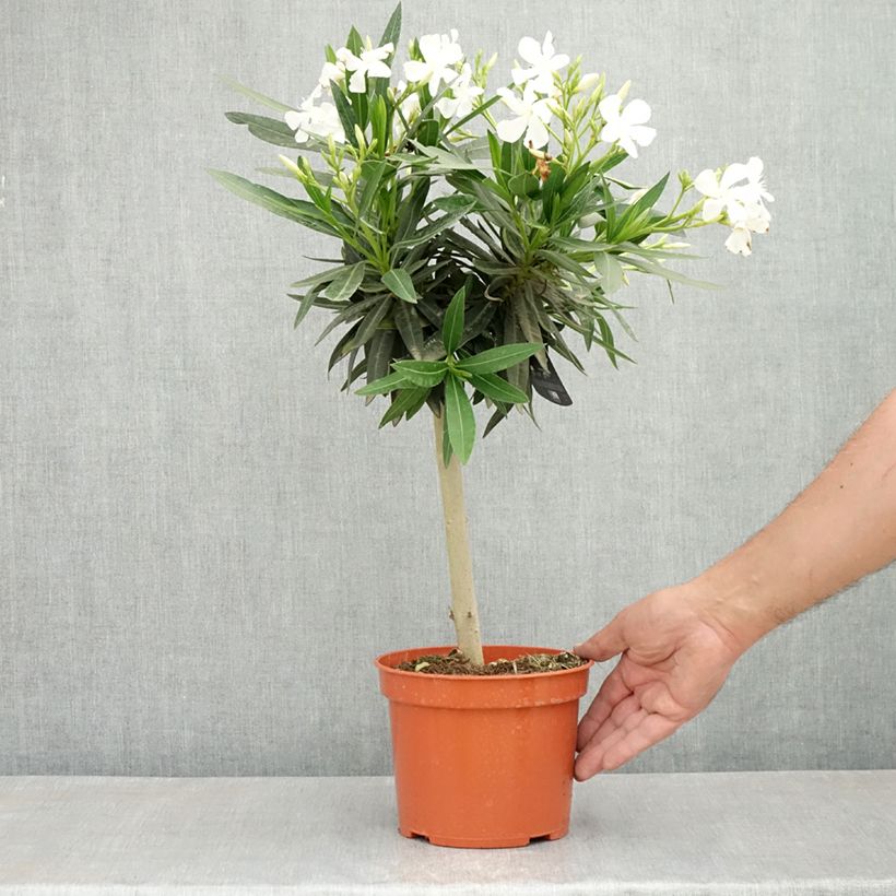 Exemplar von Oleander Weiss - Nerium Topf mit 2L/3L, Mini-Stammrose wie im Frühjahr geliefert