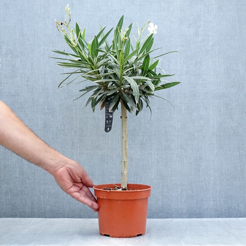 Exemplar von Oleander Weiss - Nerium Topf mit 2L/3L, Mini-Stammrose wie im Sommer geliefert