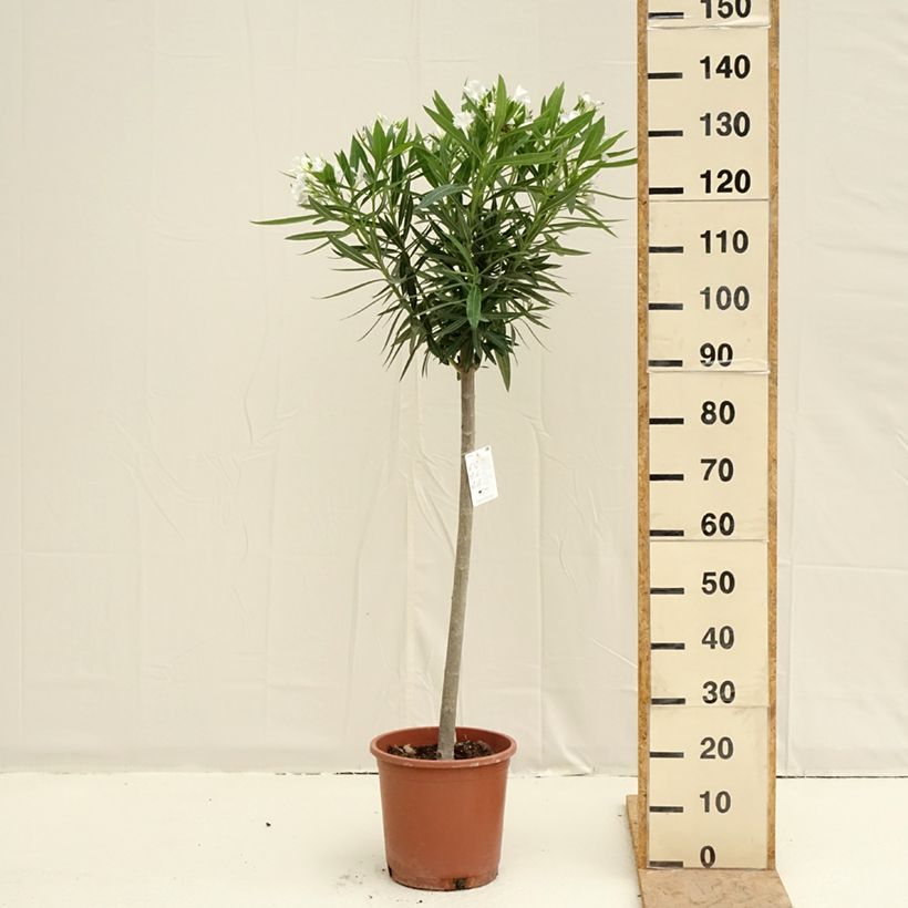 Exemplar von Oleander Weiss - Nerium Topf mit 7,5L/10L, 1/4 Stängel wie im Frühjahr geliefert