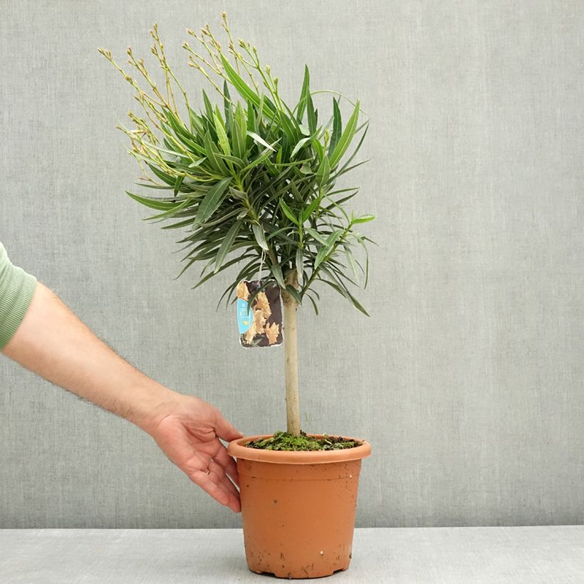 Exemplar von Oleander Yellow - Nerium Topf mit 2L/3L, Mini-Stammrose wie im Frühjahr geliefert