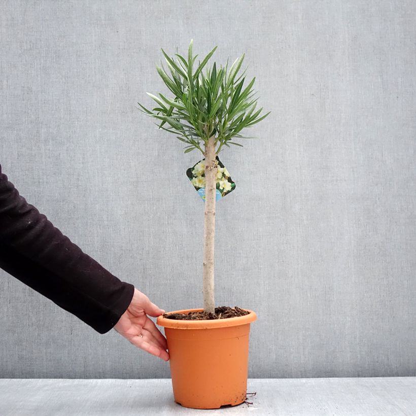 Example of Oleander Yellow - Nerium Topf mit 2L/3L, Mini-Stammrose as you get in hiver