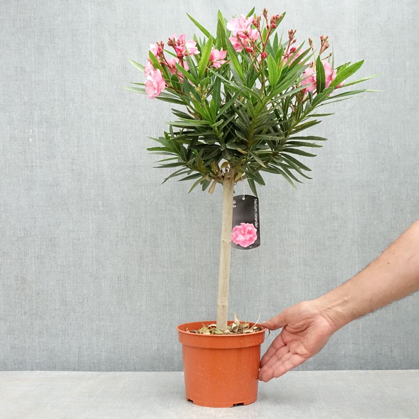 Example of Nerium oleander - Oleander Topf mit 2L/3L, Mini-Stammrose as you get in printemps