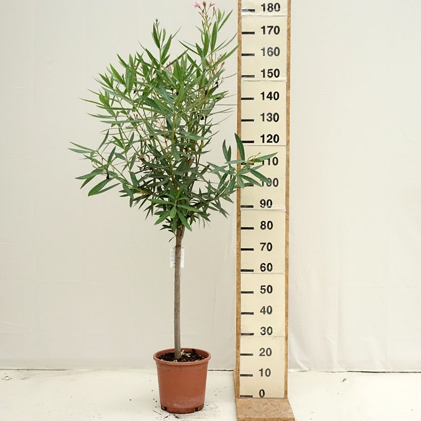 Exemplar von Nerium oleander - Oleander Topf mit 7,5L/10L, 1/4 Stängel wie im Sommer geliefert