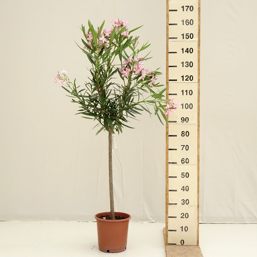 Example of Nerium oleander - Oleander Topf mit 7,5L/10L, 1/4 Stängel as you get in printemps