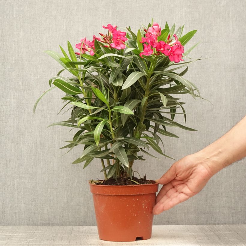 Exemplar von Oleander Double Red - Nerium Topf mit 2L/3L, Strauch wie im Sommer geliefert