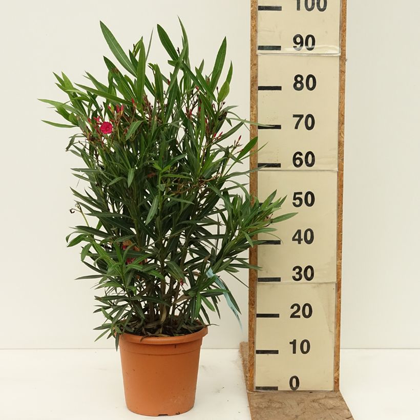Exemplar von Oleander Simple Red - Nerium Topf mit 6L/7L wie im Frühjahr geliefert