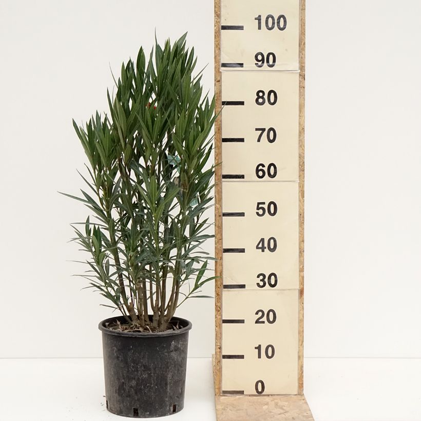 Example of Oleander Simple Red - Nerium Topf mit 6L/7L as you get in hiver