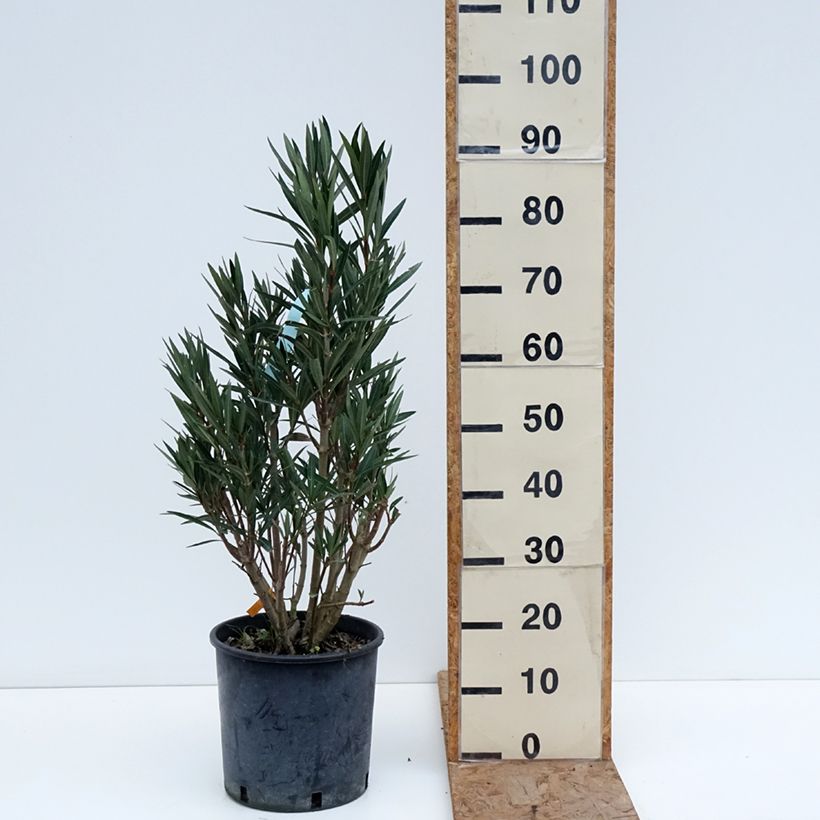 Example of Oleander Saumon - Nerium Topf mit 6L/7L as you get in hiver