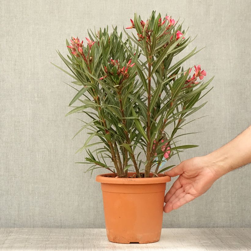 Exemplar von Oleander Papa Gambetta - Nerium Topf mit 2L/3L, Strauch wie im Sommer geliefert