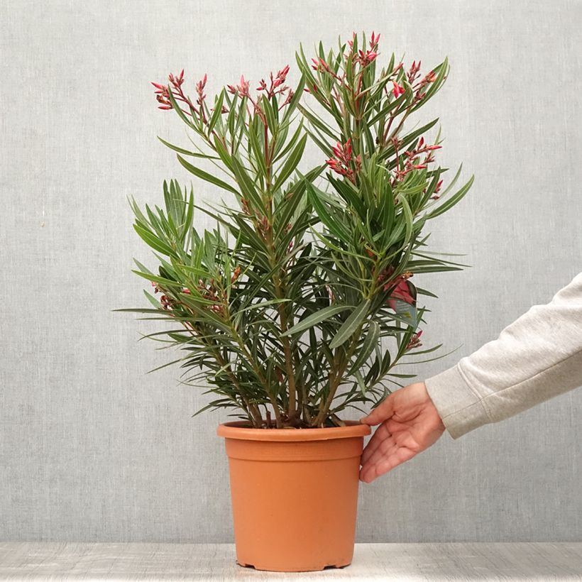 Exemplar von Oleander Papa Gambetta - Nerium Topf mit 7,5L/10L wie im Sommer geliefert