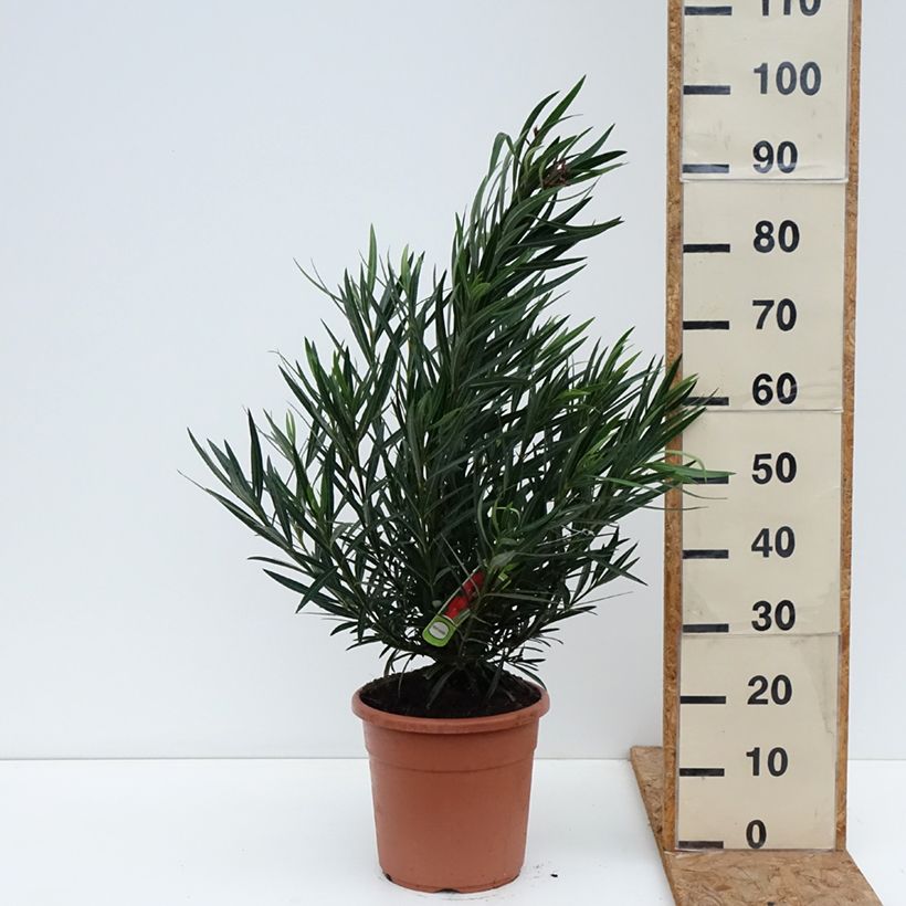 Exemplar von Oleander Provence - Nerium Topf mit 3L/4L, Strauch wie im Herbst geliefert