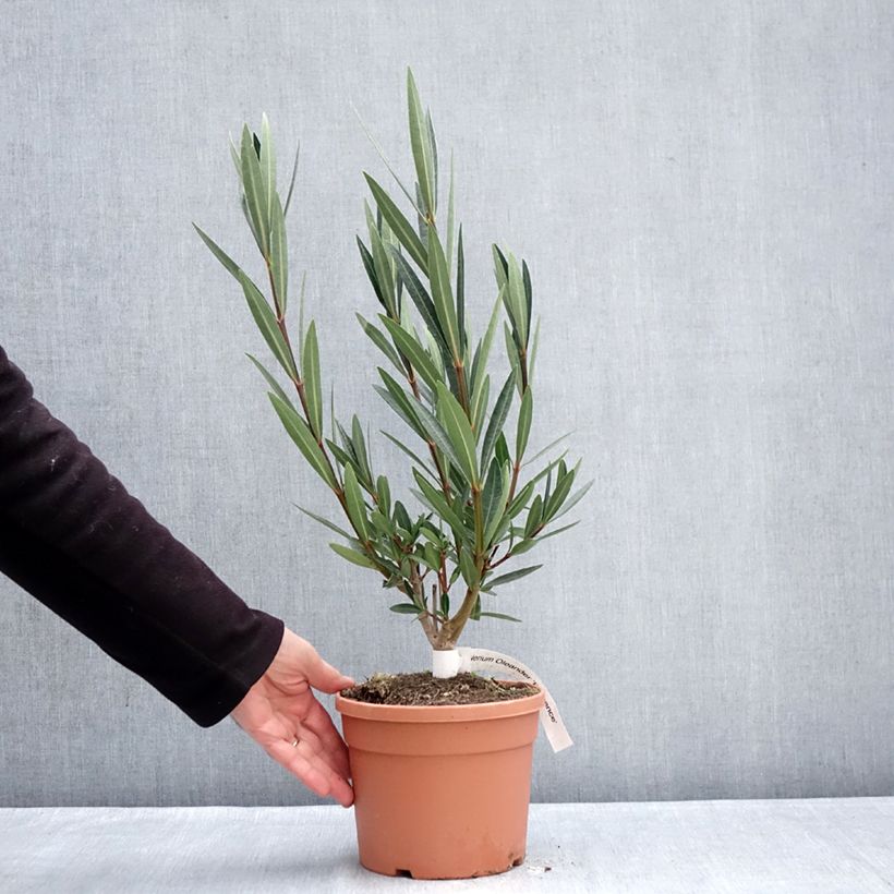 Example of Oleander Provence - Nerium Topf mit 3L/4L, Strauch as you get in hiver