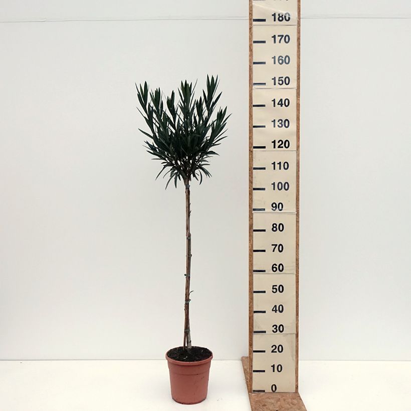 Exemplar von Oleander Provence - Nerium Topf mit 6L/7L, Halbstamm wie im Herbst geliefert