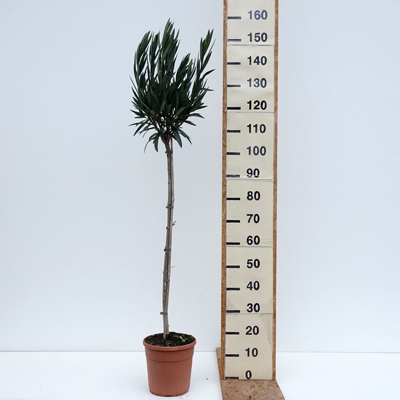 Example of Oleander Provence - Nerium Topf mit 6L/7L, Halbstamm as you get in hiver