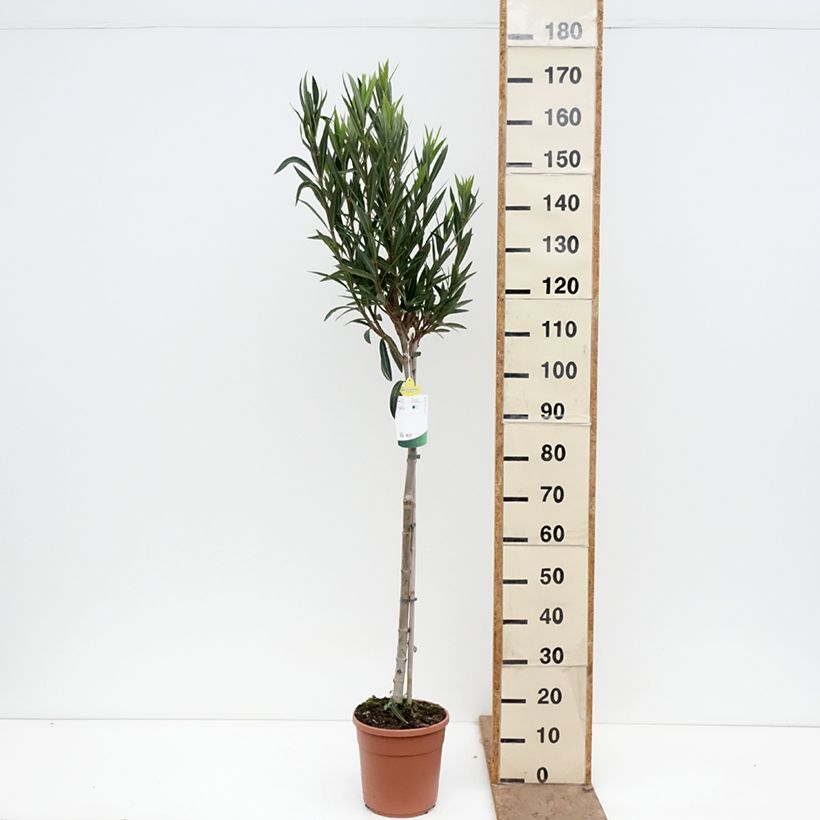 Exemplar von Oleander Provence - Nerium Topf mit 6L/7L, Halbstamm wie im Frühjahr geliefert