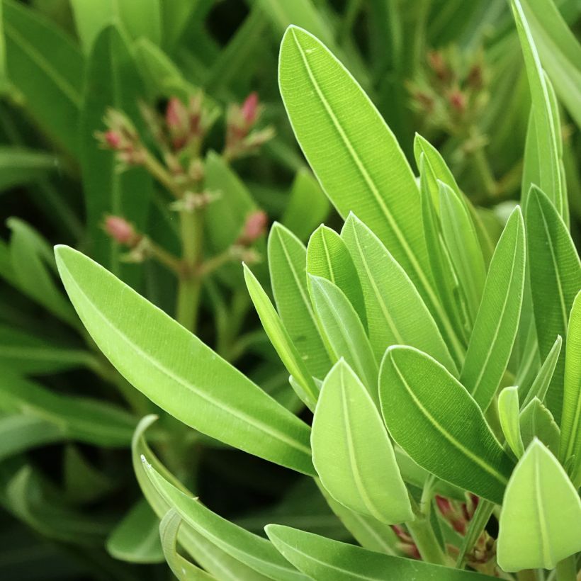 Oleander Sealy Pink – Nerium oleander (Laub)