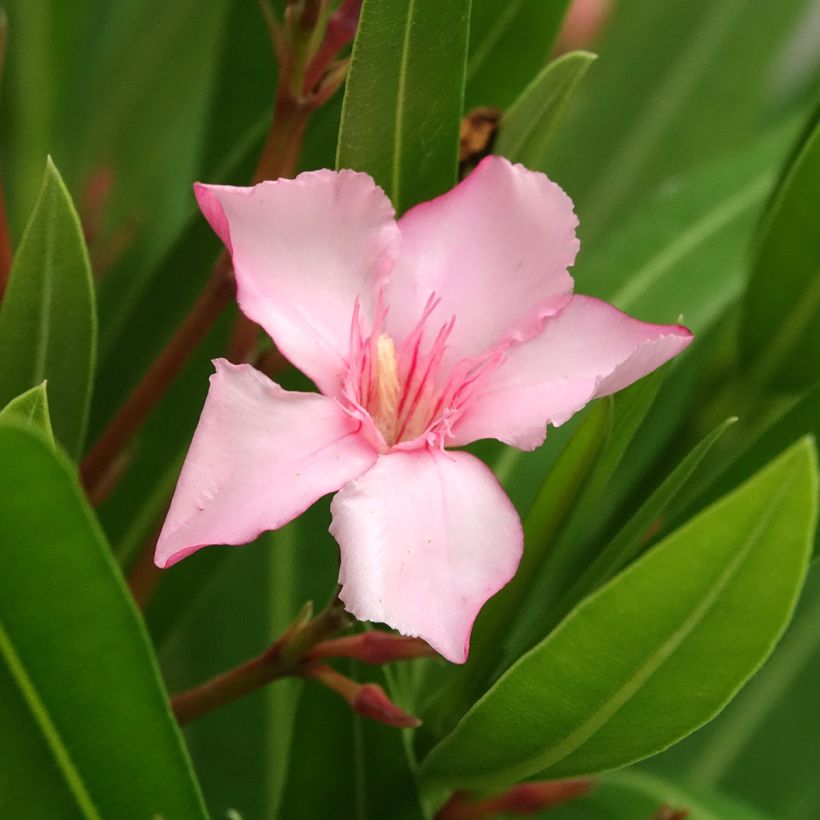 Oleander Sealy Pink – Nerium oleander (Blüte)